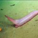 A sea cucumber